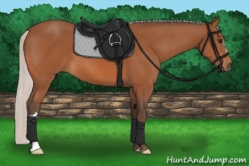 Horse Color:Silver Bay 