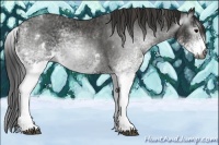 Horse Color:Gray White Spotted Black  Brindle