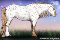 Horse Color:Chestnut Near Leopard 