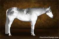 Horse Color:Gray White Spotted Black  Brindle