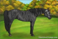 Horse Color:Gray White Spotted Black  Brindle