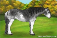 Horse Color:Gray White Spotted Black  Brindle