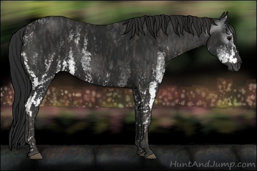 Horse Color:Gray White Spotted Black Brindle