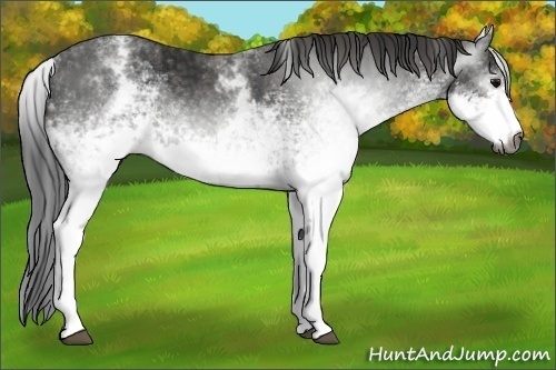 Horse Color:Gray White Spotted Black  Brindle
