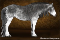 Horse Color:Gray White Spotted Black  Brindle