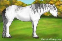 Horse Color:Gray White Spotted Black  Brindle