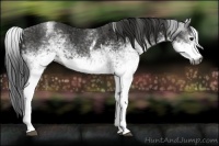 Horse Color:Gray White Spotted Black  Brindle