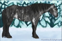 Horse Color:Gray White Spotted Black  Brindle