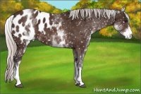 Horse Color:White Spotted Silver Brown Appaloosa 