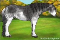 Horse Color:Gray White Spotted Black  Brindle