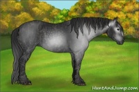 Horse Color:Gray White Spotted Black  Brindle