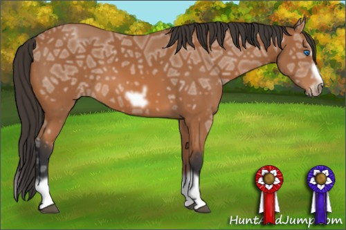 Horse Color: Unknown 