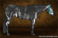Horse Color:Gray White Spotted Black  Brindle