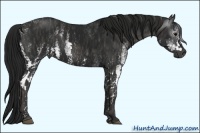 Horse Color:Gray White Spotted Black  Brindle
