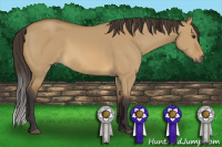 Horse Color:Buckskin Dun 