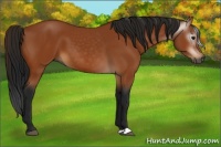 Horse Color:Gray Bay 