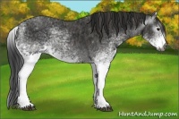 Horse Color:Gray White Spotted Black  Brindle