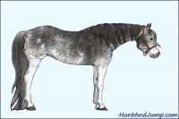 Horse Color:Gray White Spotted Black  Brindle