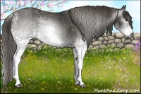 Horse Color:Gray White Spotted Smoky Black  Brindle