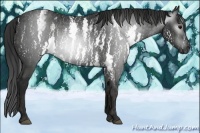 Horse Color:Gray White Spotted Black  Brindle