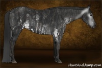 Horse Color:Gray White Spotted Black  Brindle