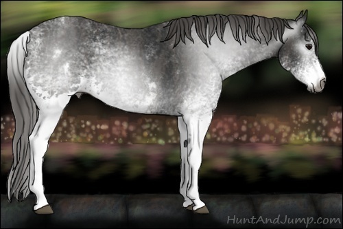 Horse Color:Unknown 