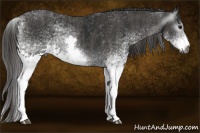 Horse Color:Gray White Spotted Black  Brindle