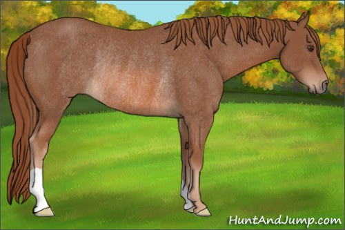 Horse Color: Chestnut Rabicano 