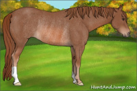 Horse Color:Chestnut Rabicano 