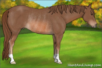 Horse Color:Liver Chestnut Rabicano