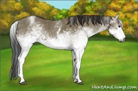 Horse Color:Gray White Spotted Smoky Grullo  Brindle