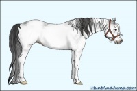 Horse Color:Gray White Spotted Black  Brindle