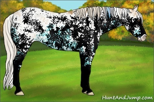 Horse Color: Palomino Sabino 