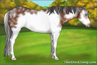 Horse Color:White Spotted Bay Splash Frame
