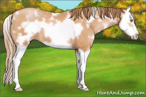 Horse Color: White Spotted Bay Pearl Splash Frame 