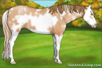 Horse Color:White Spotted Bay Pearl Splash Frame