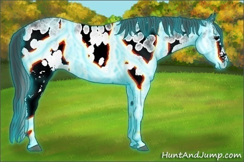 Horse Color: ERROR: UNKNOWN ANOMALY
