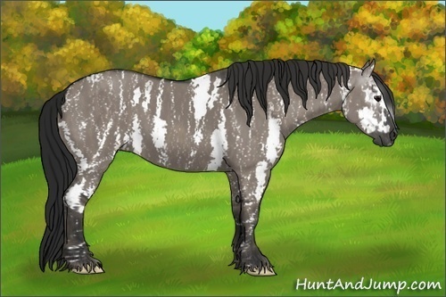Horse Color:Gray White Spotted Grullo  Brindle