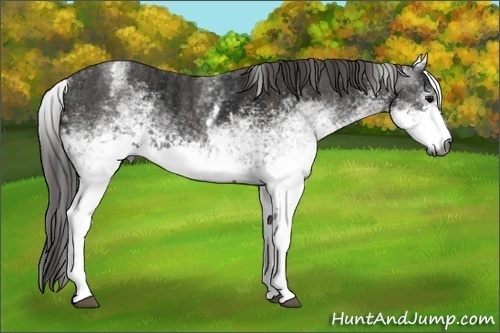 Horse Color:Gray White Spotted Black Brindle