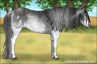 Horse Color:Gray White Spotted Black  Brindle