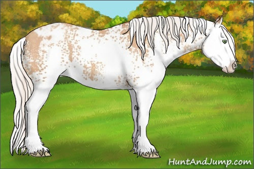 Horse Color:White Spotted Silver Amber Champagne Sabino Splash Appaloosa 