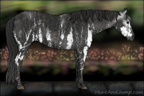 Horse Color:Gray White Spotted Black  Brindle