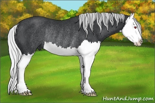 Horse Color: Silver Black Chinchilla Splash Rabicano 