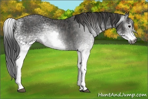 Horse Color:Unknown 