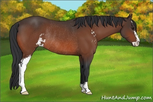 Horse Color: Bay Sabino Rabicano 