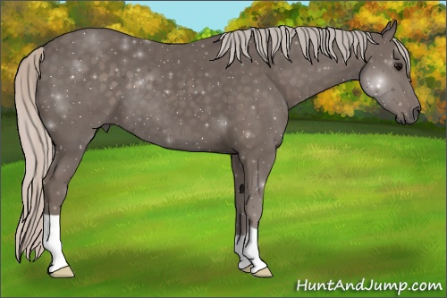 Horse Color: Silver Black 
