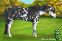 Horse Color:Black Sabino 