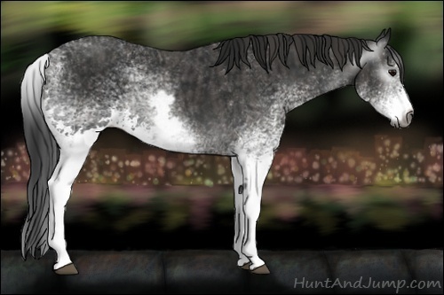 Horse Color:Gray White Spotted Black  Brindle