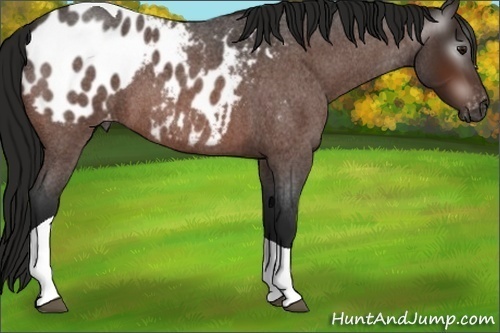 Horse Color:Gray Bay Roan Tobiano Blanket 