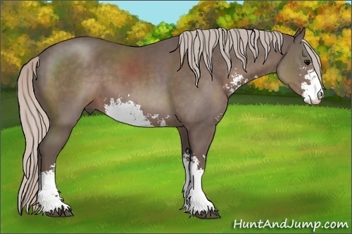 Horse Color: Silver Black Sabino 